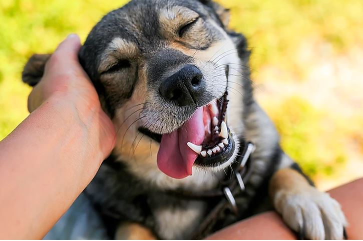 cao - O sorrisão do seu pet merece atenção
