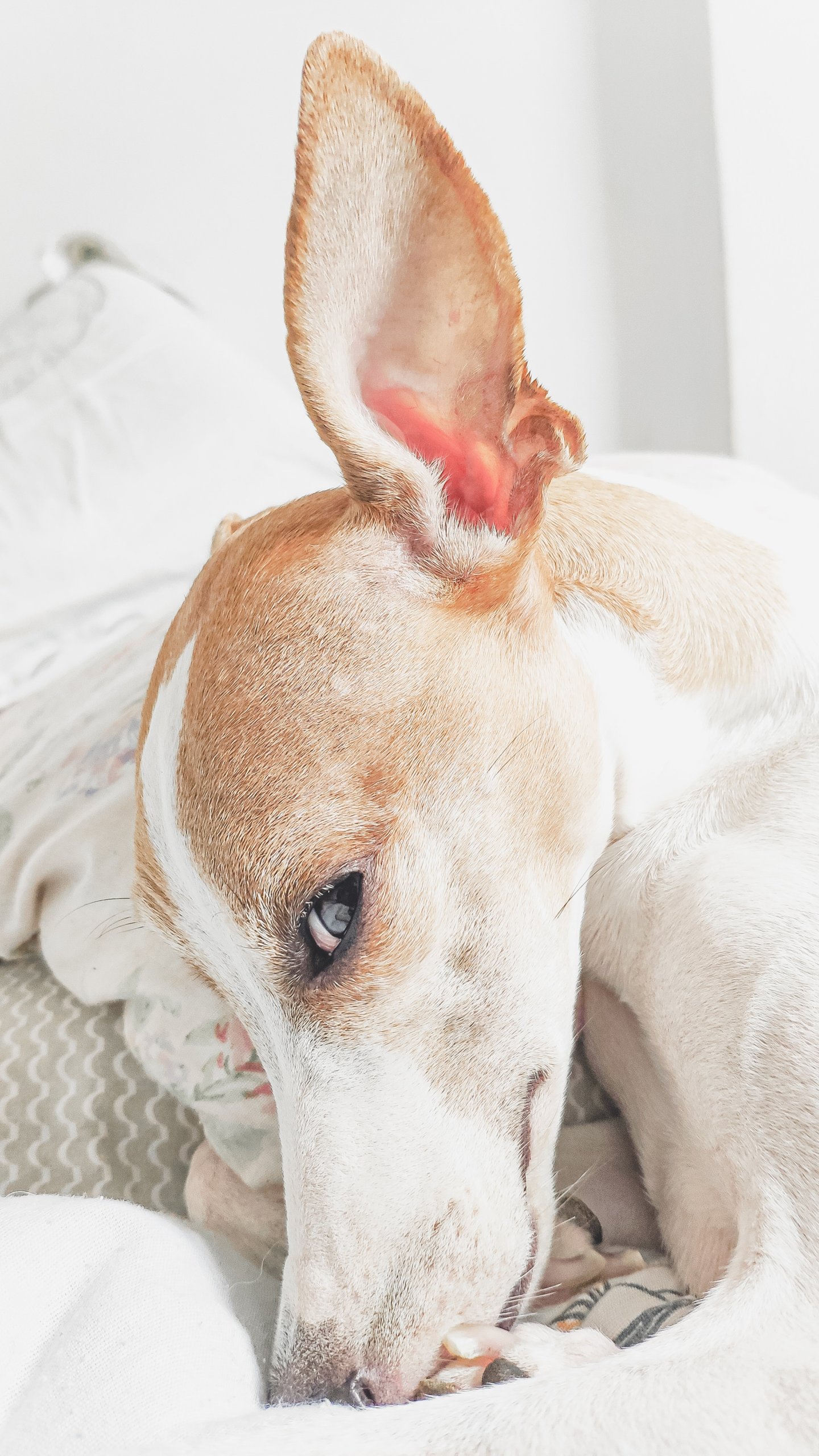 selective focus photo of dog on bed 3263467 scaled - Hematoma na orelha de cães e gatos: otohematoma