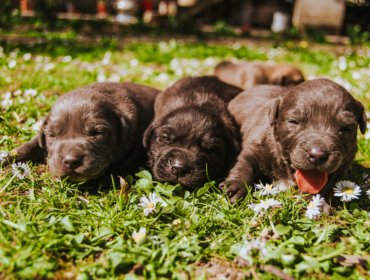three brown coated puppies 2145878 370x280 - Hematoma na orelha de cães e gatos: otohematoma